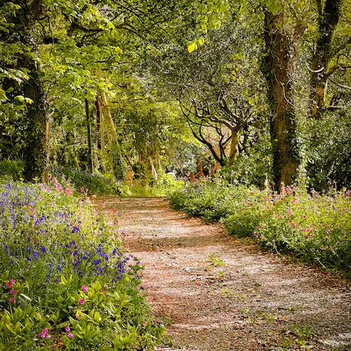 The woods were in bloom.